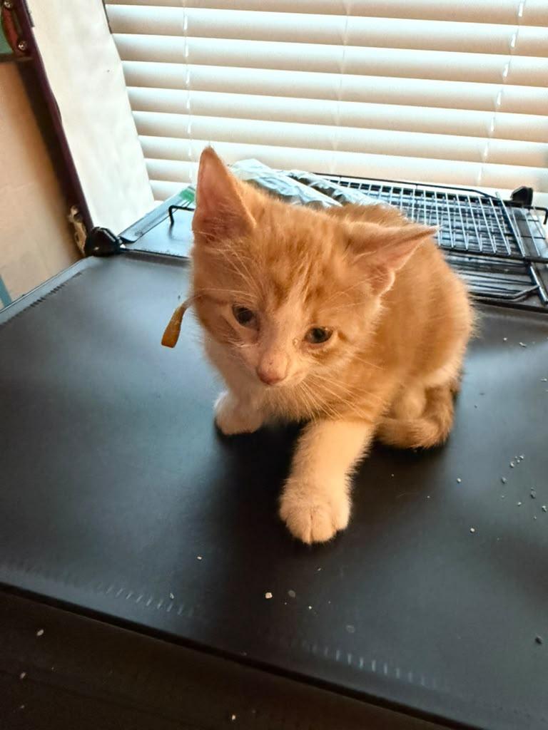 Enlarge Leon, a ADOPTABLE Domestic Short Hair in Kempner, TX image 1/1