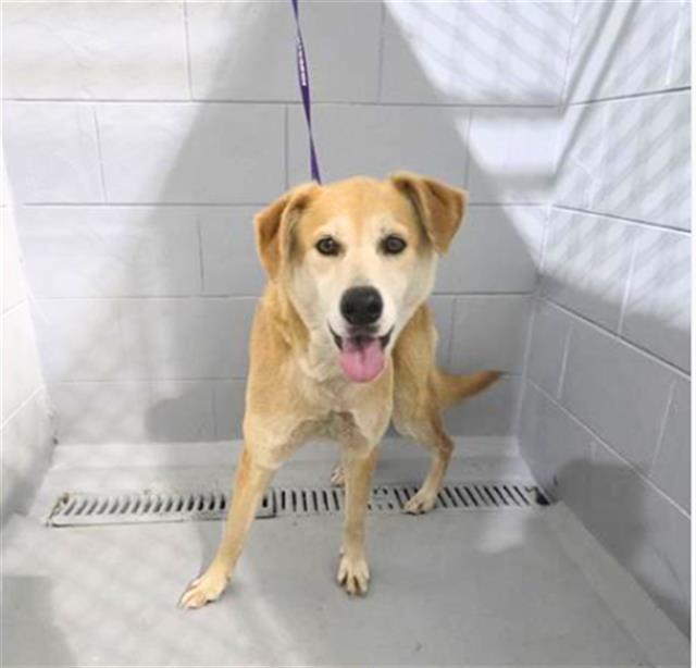 A1263779, Adoptable, Adult Female Carolina Dog & Mixed Breed.