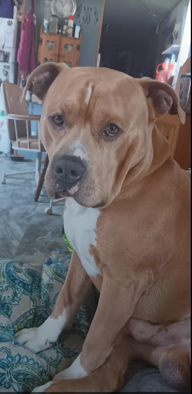 Bro Bro, Adoptable, Adult Male Pit Bull Terrier.