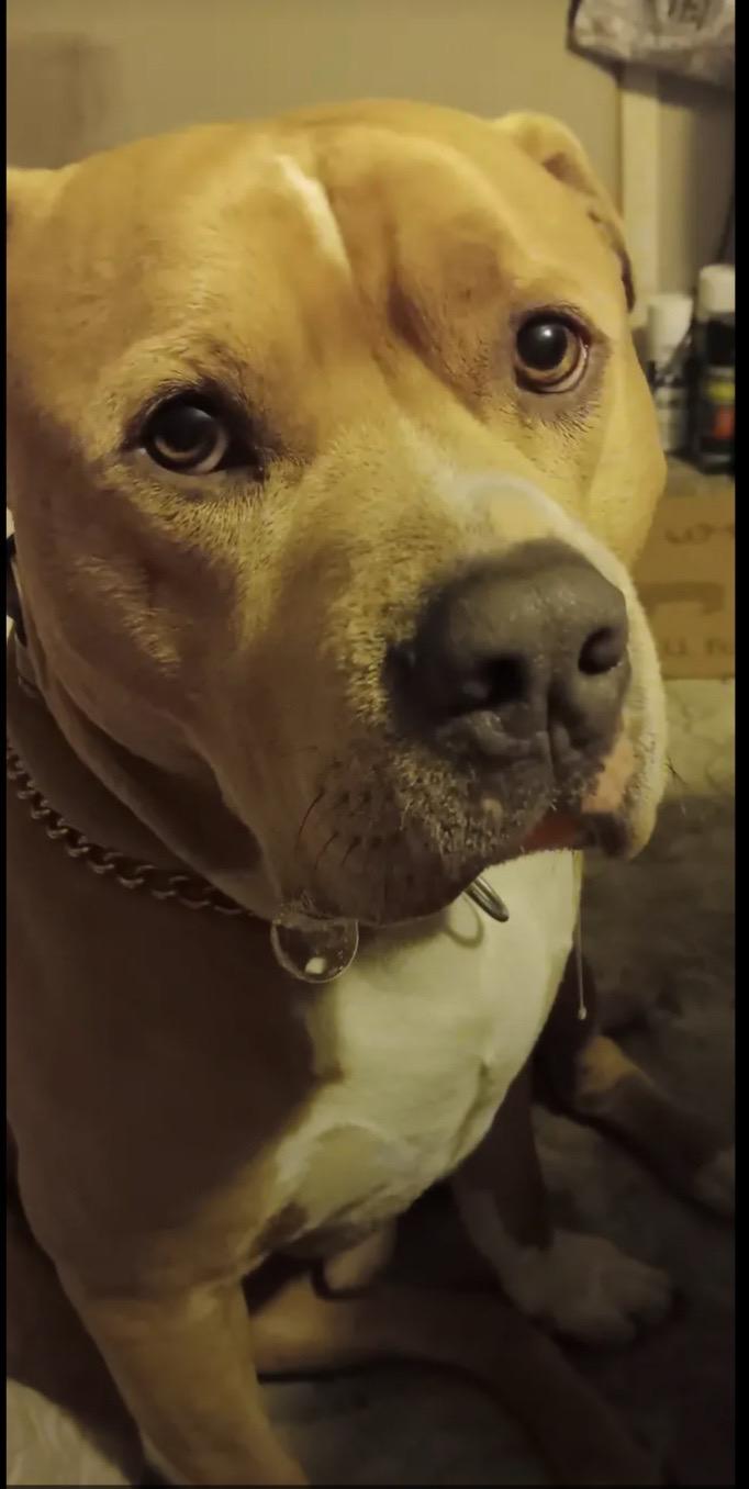 Bro Bro, a Adoptable Pit Bull Terrier in Chesapeake Beach, MD image 2/4