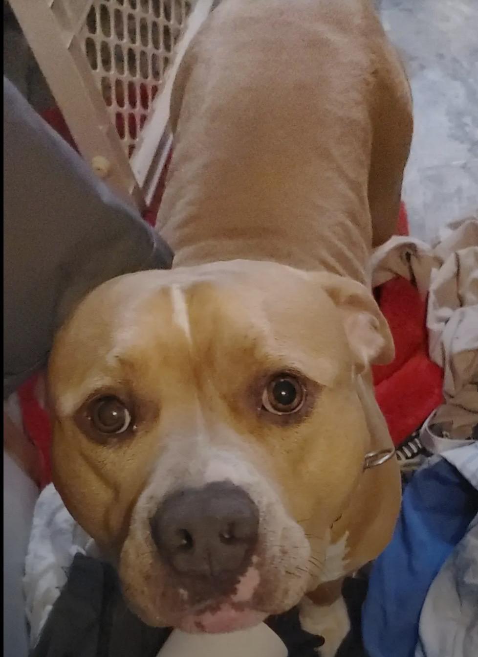 Bro Bro, a Adoptable Pit Bull Terrier in Chesapeake Beach, MD image 4/4