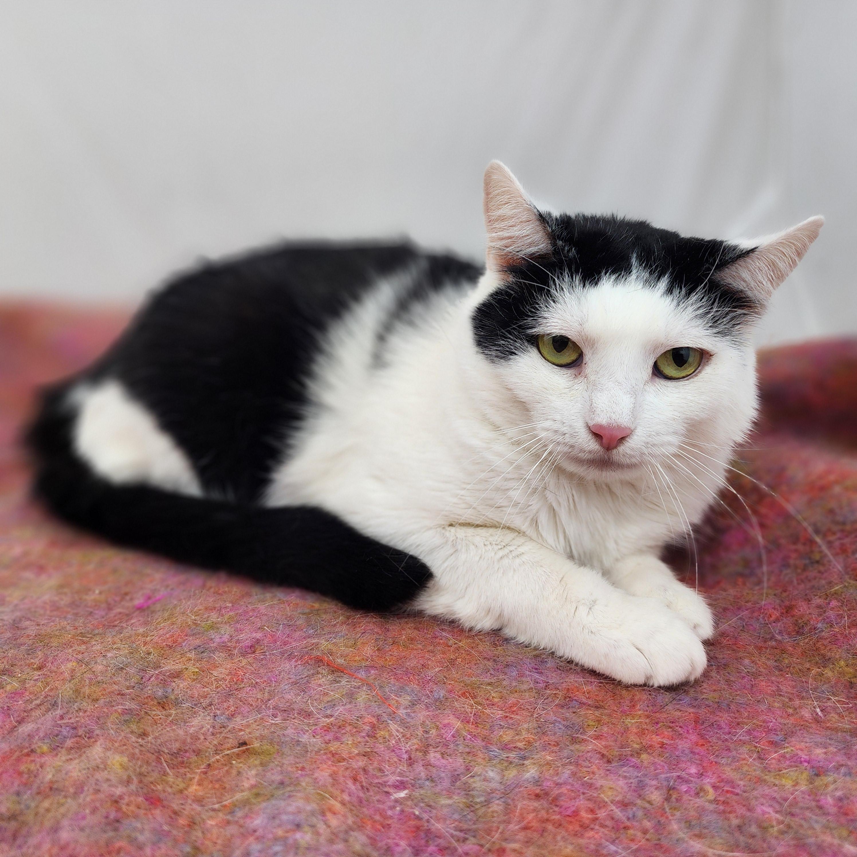 Eda, a Adoptable Domestic Short Hair in New York, NY image 2/5