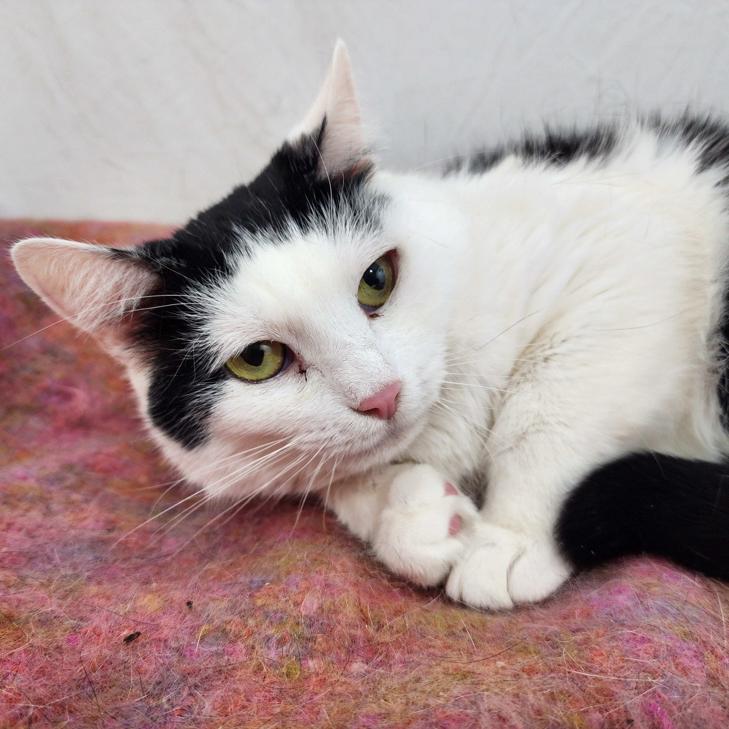 Eda, Adoptable, Adult Female Domestic Short Hair.