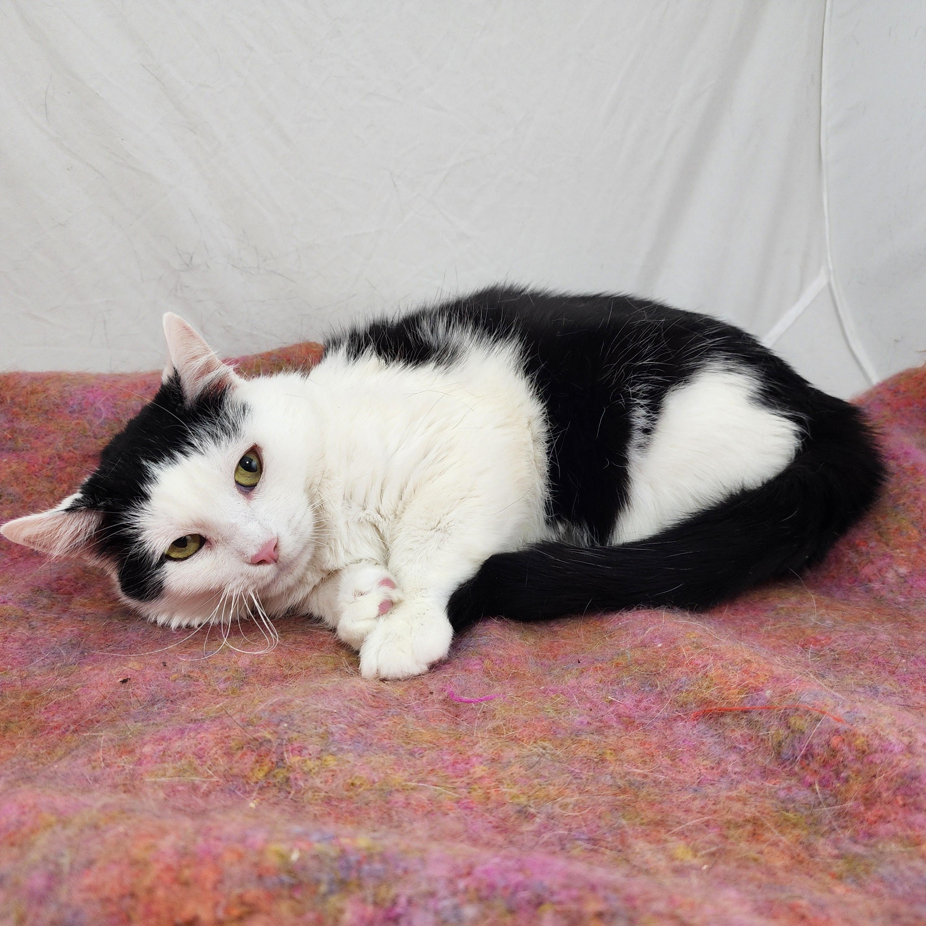 Eda, a Adoptable Domestic Short Hair in New York, NY image 5/5