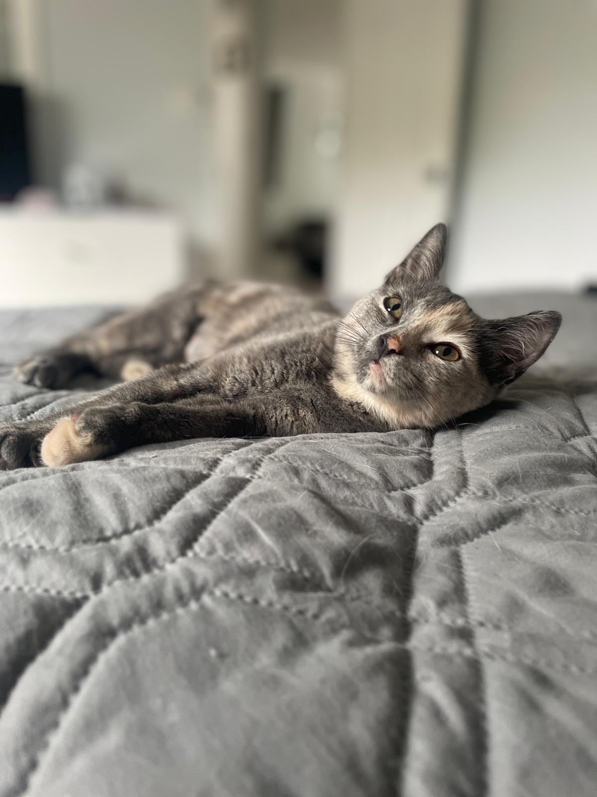 Misty, a ADOPTABLE Domestic Short Hair in South Ozone Park, NY image 3/5