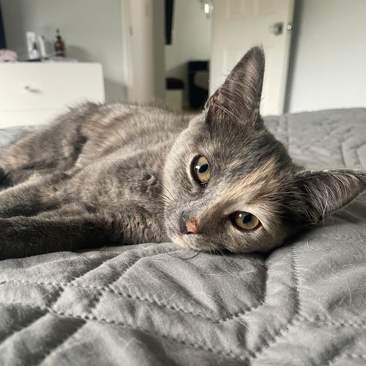 Misty, ADOPTABLE, Kitten Female Domestic Short Hair.