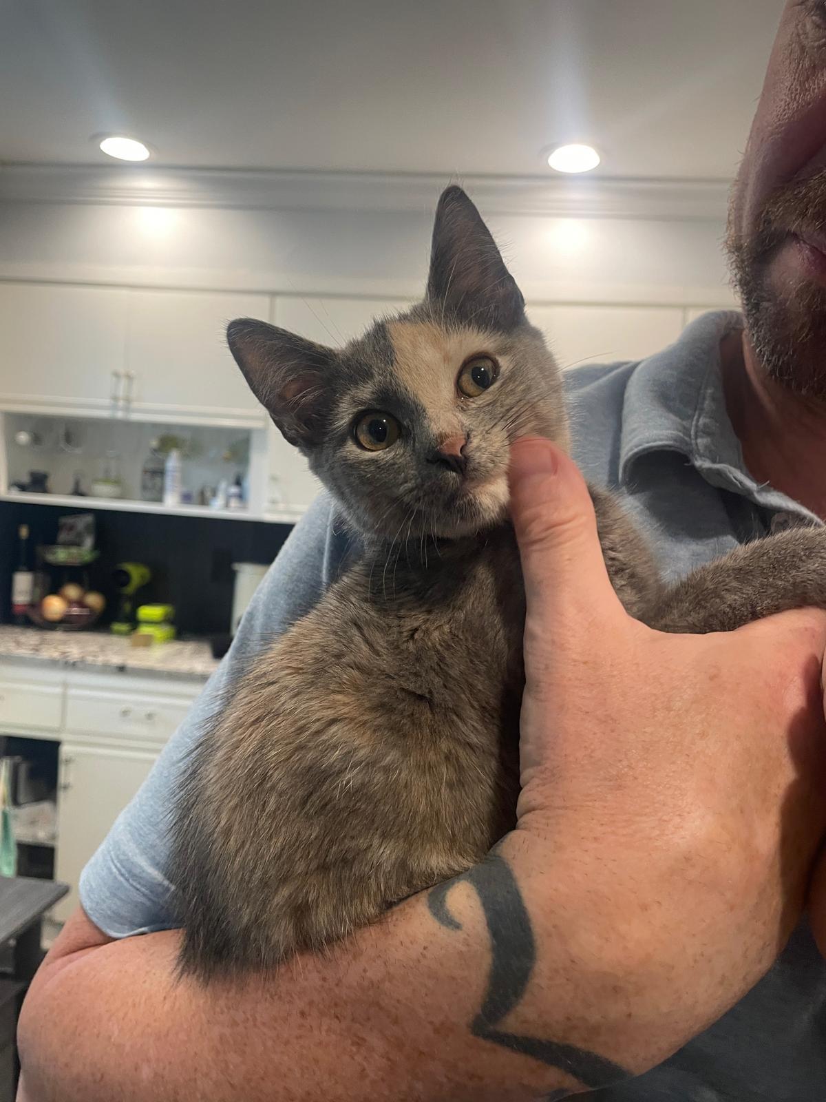 Misty, a ADOPTABLE Domestic Short Hair in South Ozone Park, NY image 4/5