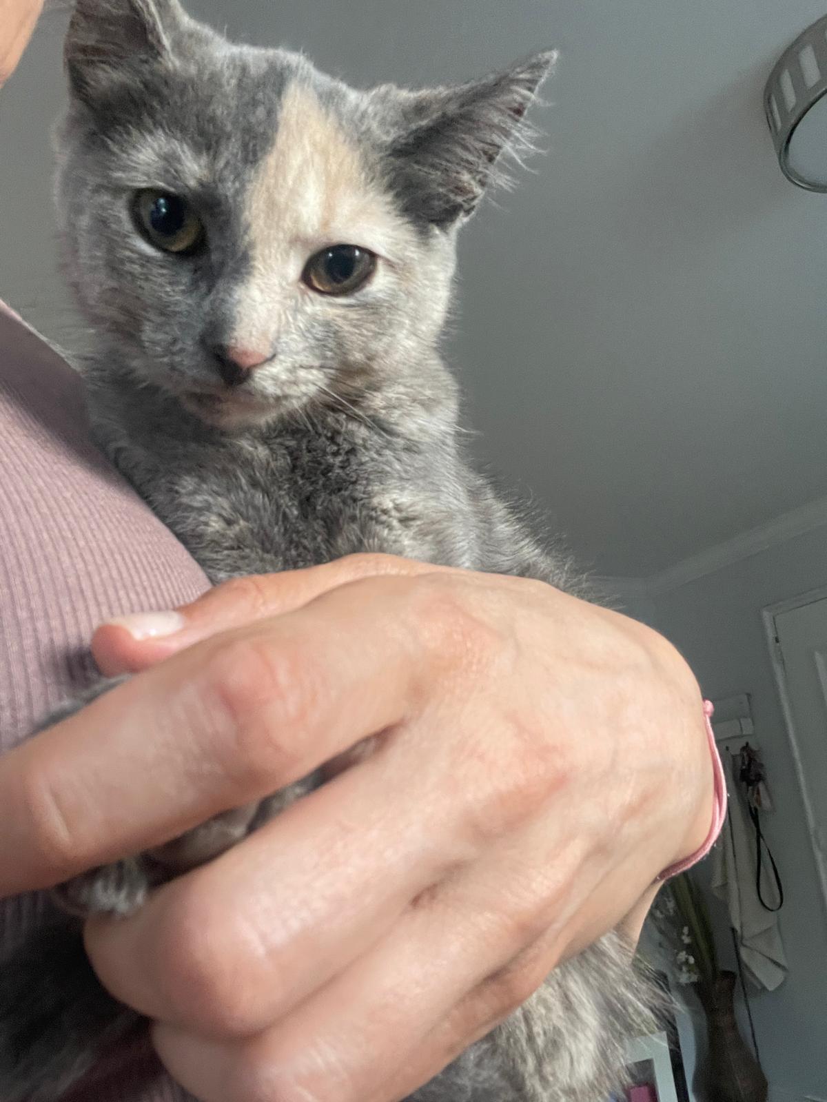 Misty, a ADOPTABLE Domestic Short Hair in South Ozone Park, NY image 2/5
