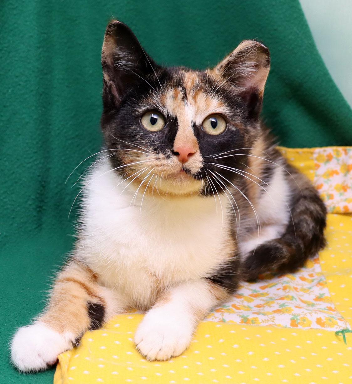 Marigold, adopted, Kitten Female Domestic Short Hair.