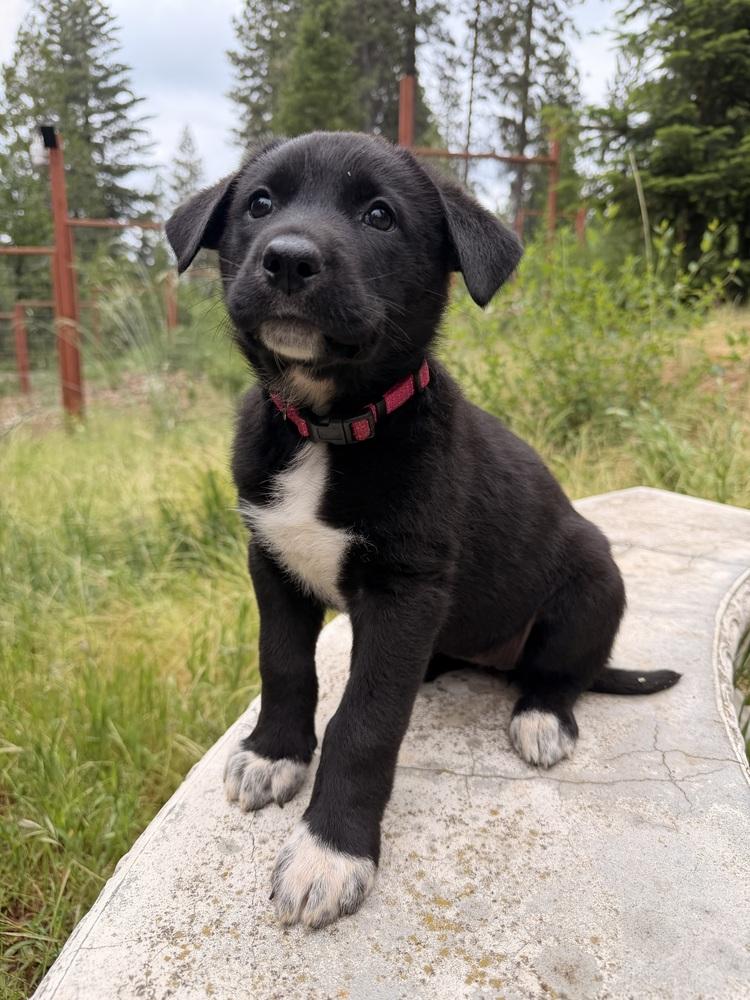 Glinda, Adoptable, Puppy Female German Shepherd Dog.