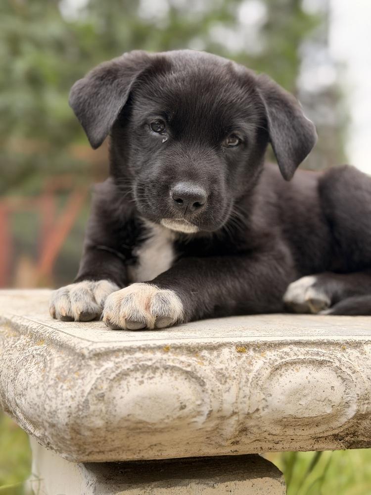 Enlarge Glinda, a Adoptable mixed breed in Pleasant Hill, CA image 2/6