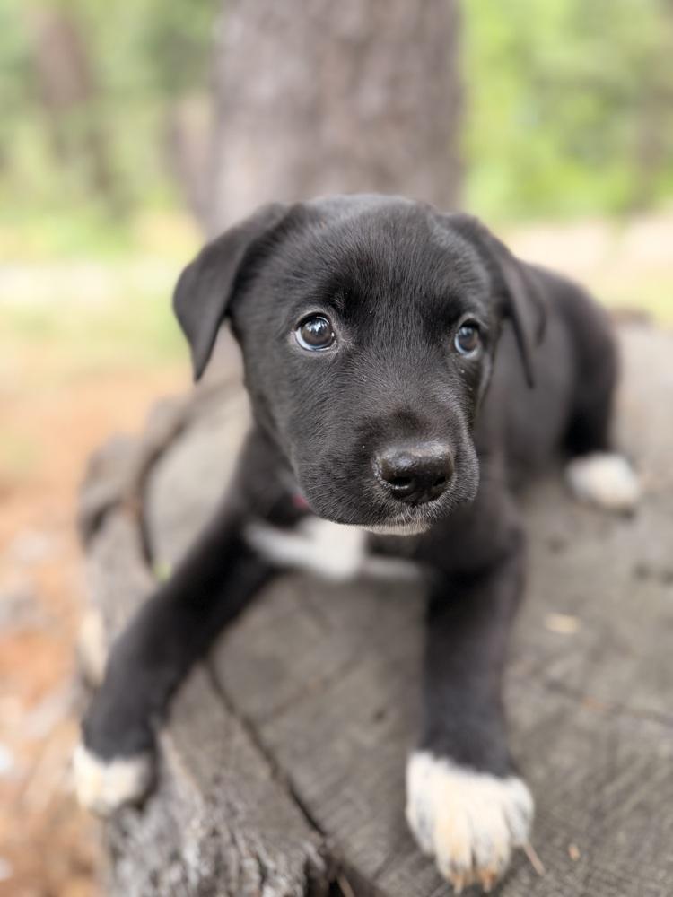 Enlarge Glinda, a Adoptable mixed breed in Pleasant Hill, CA image 3/6
