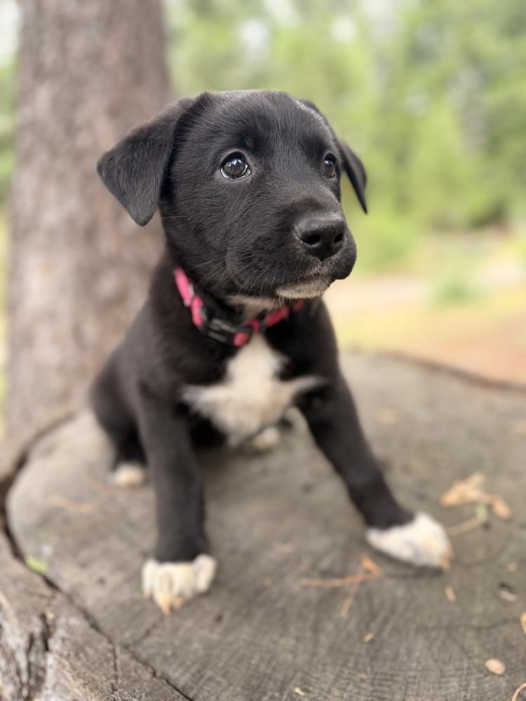 Enlarge Glinda, a Adoptable mixed breed in Pleasant Hill, CA image 4/6