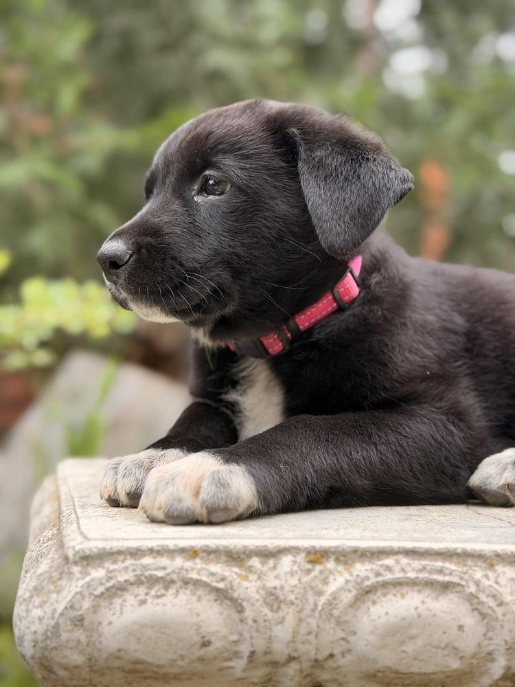 Enlarge Glinda, a Adoptable mixed breed in Pleasant Hill, CA image 5/6