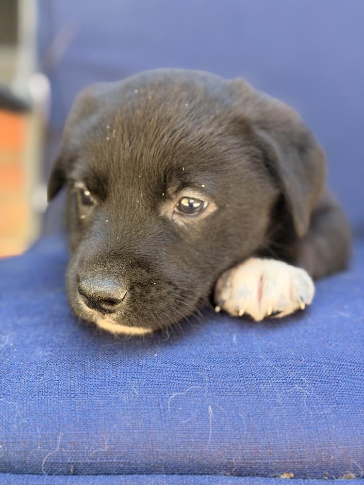 Enlarge Glinda, a Adoptable mixed breed in Pleasant Hill, CA image 6/6