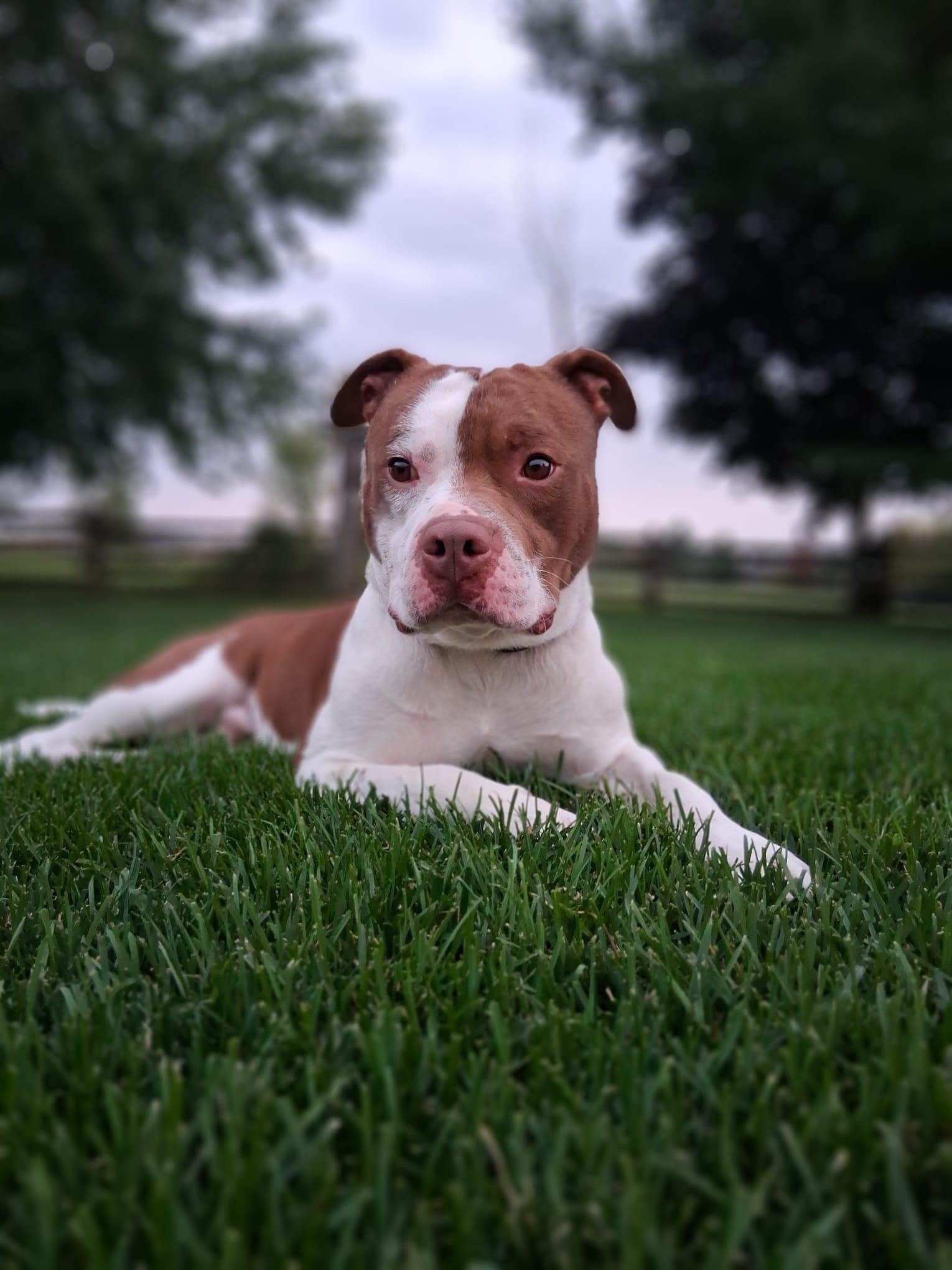 Ace, an adopted American Bully in London, ON image 1/6