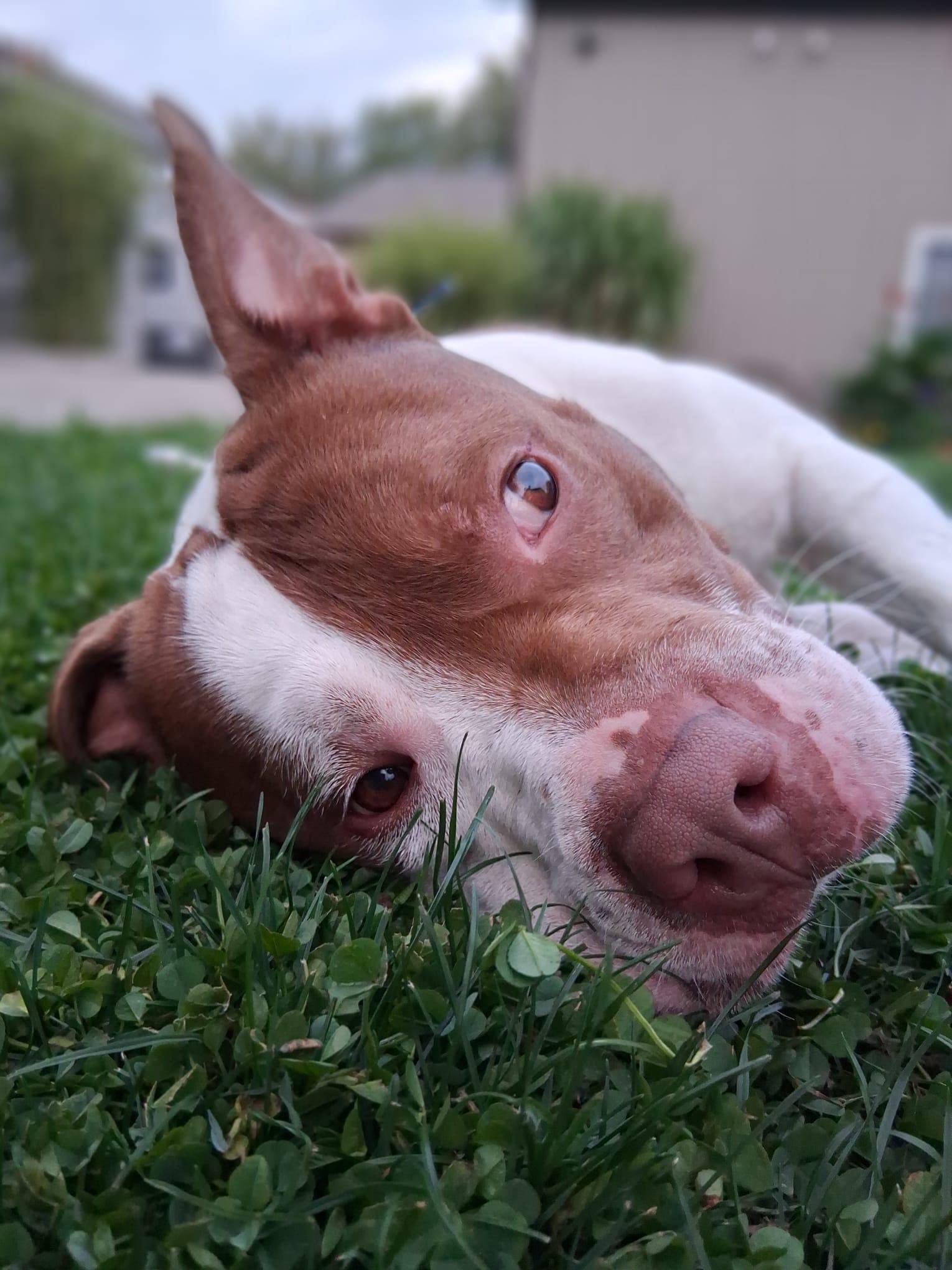 Ace, an adopted American Bully in London, ON image 2/6