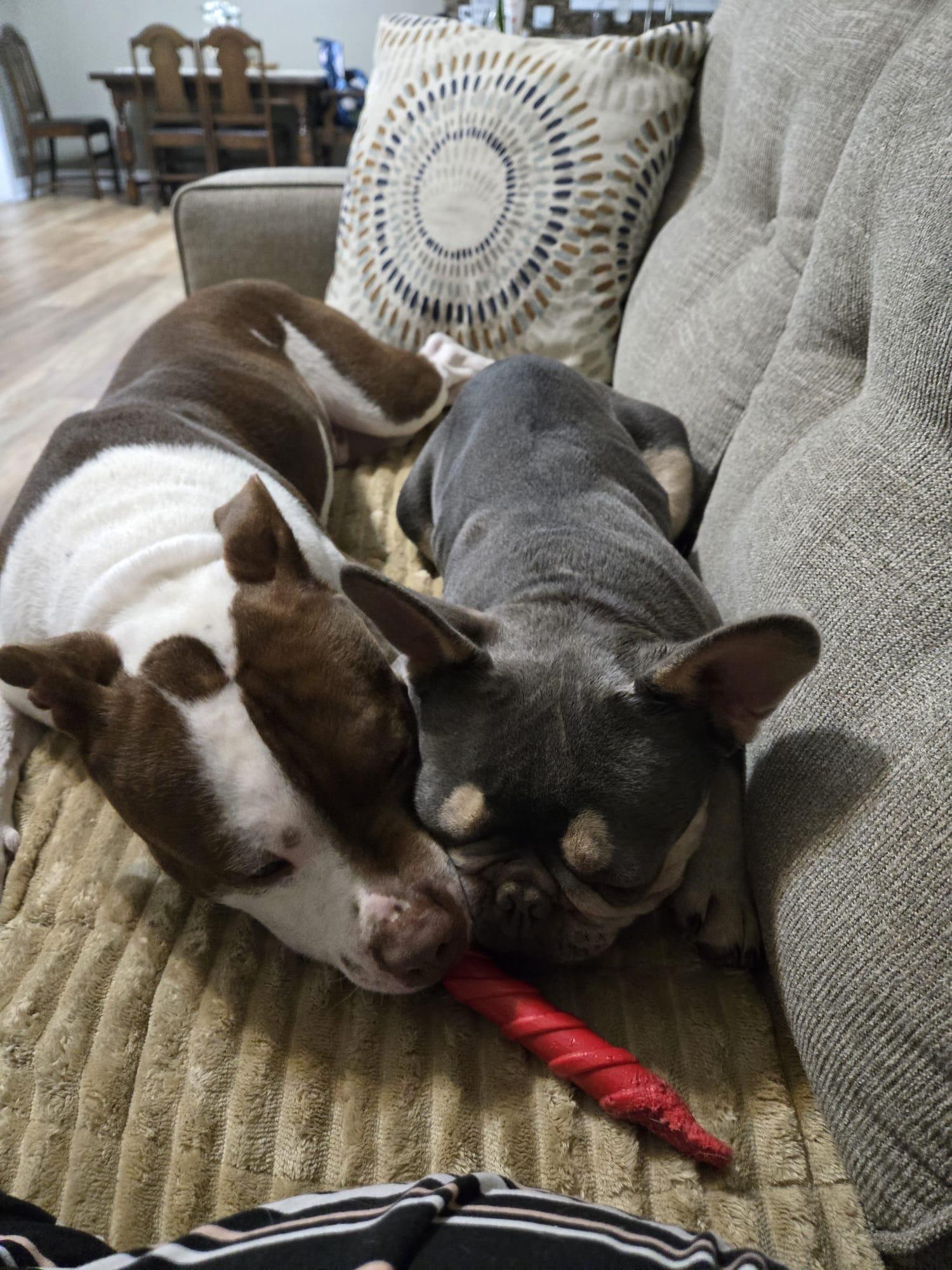 Ace, an adopted American Bully in London, ON image 3/6