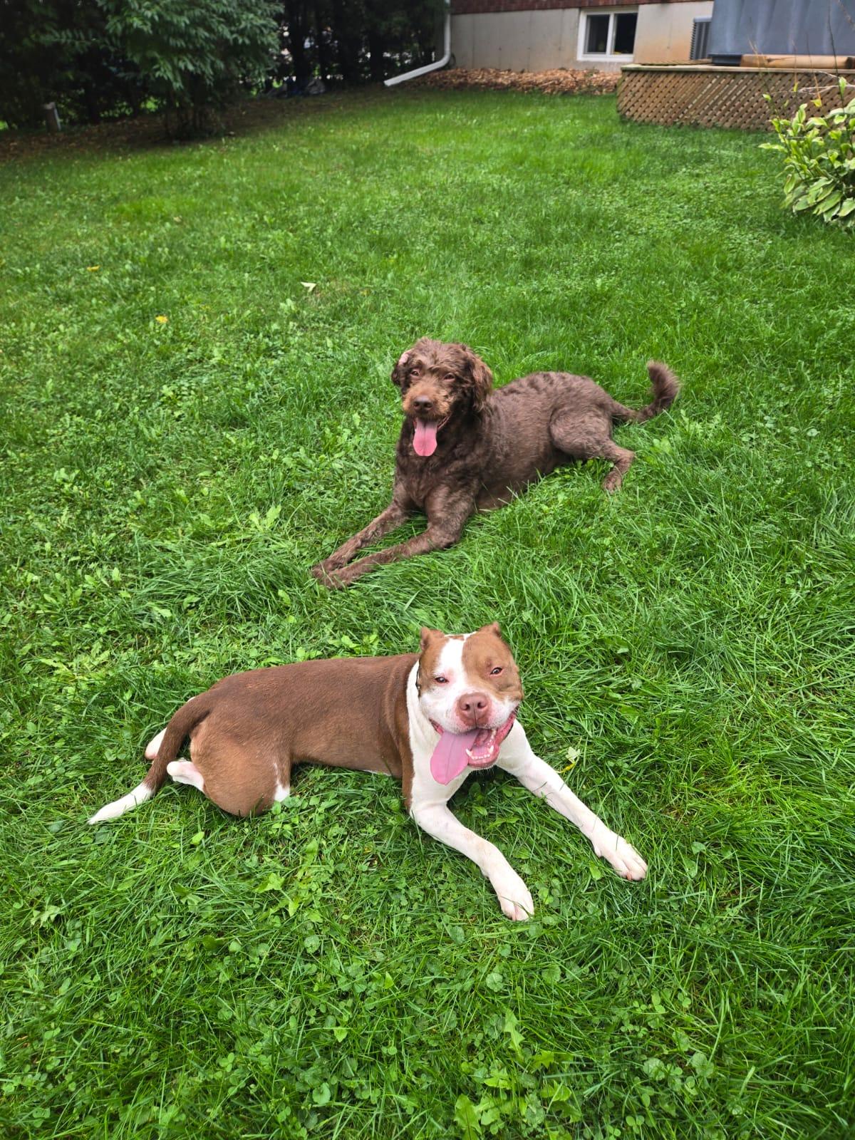 Ace, an adopted American Bully in London, ON image 4/6