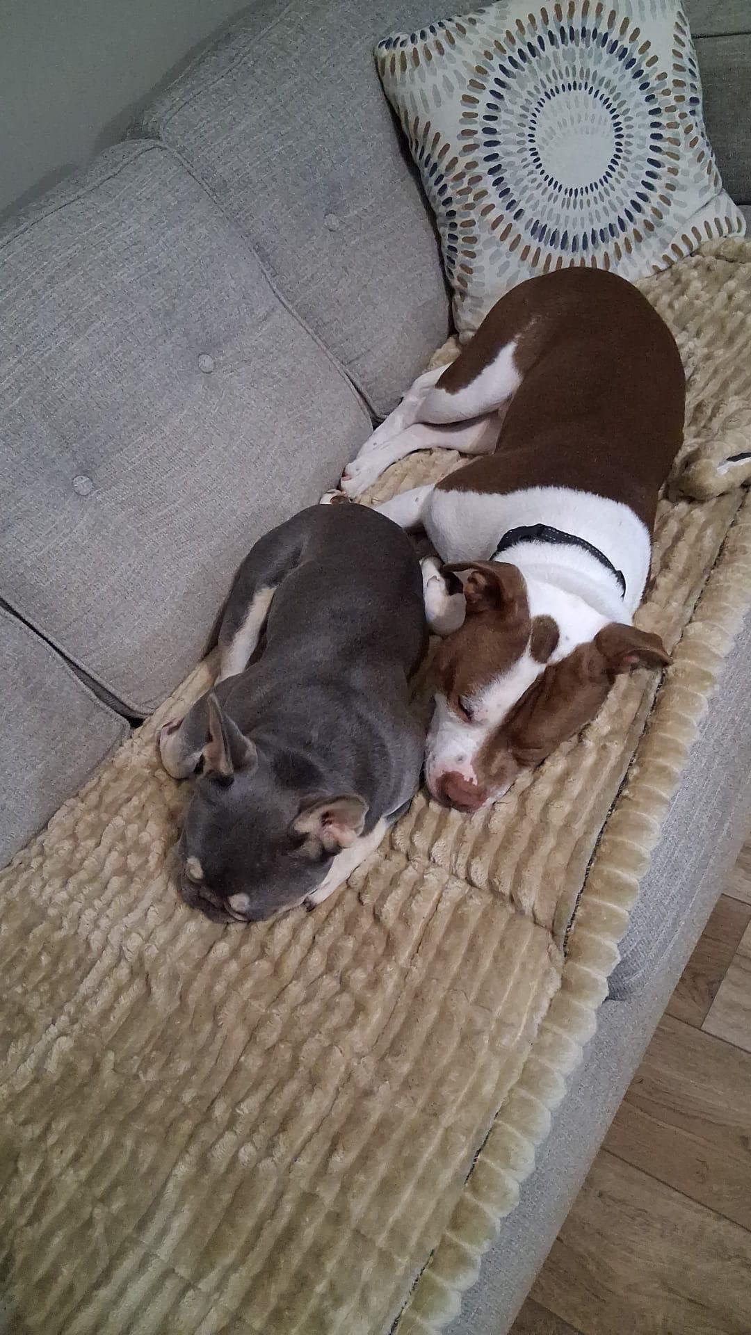 Ace, an adopted American Bully in London, ON image 5/6