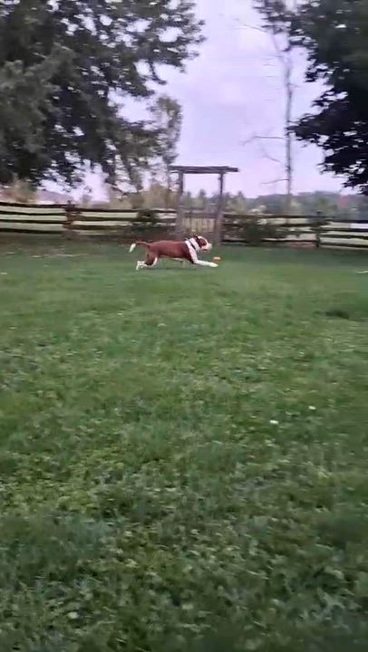 Enlarge Ace, an adopted American Bully in London, ON video 6/6