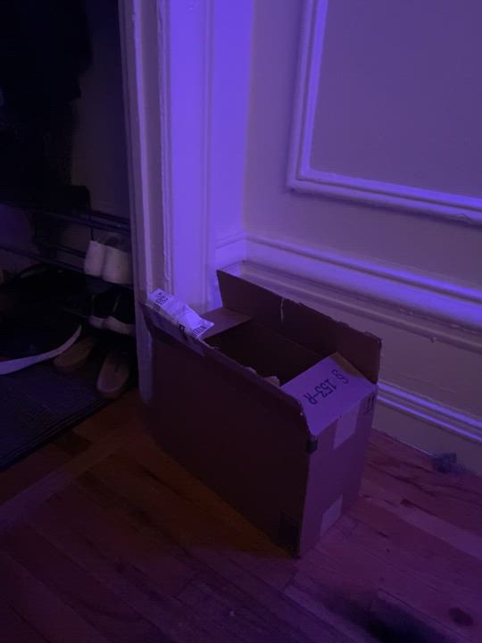 Enlarge Alma, a Adopted Domestic Short Hair in New York, NY video 1/6