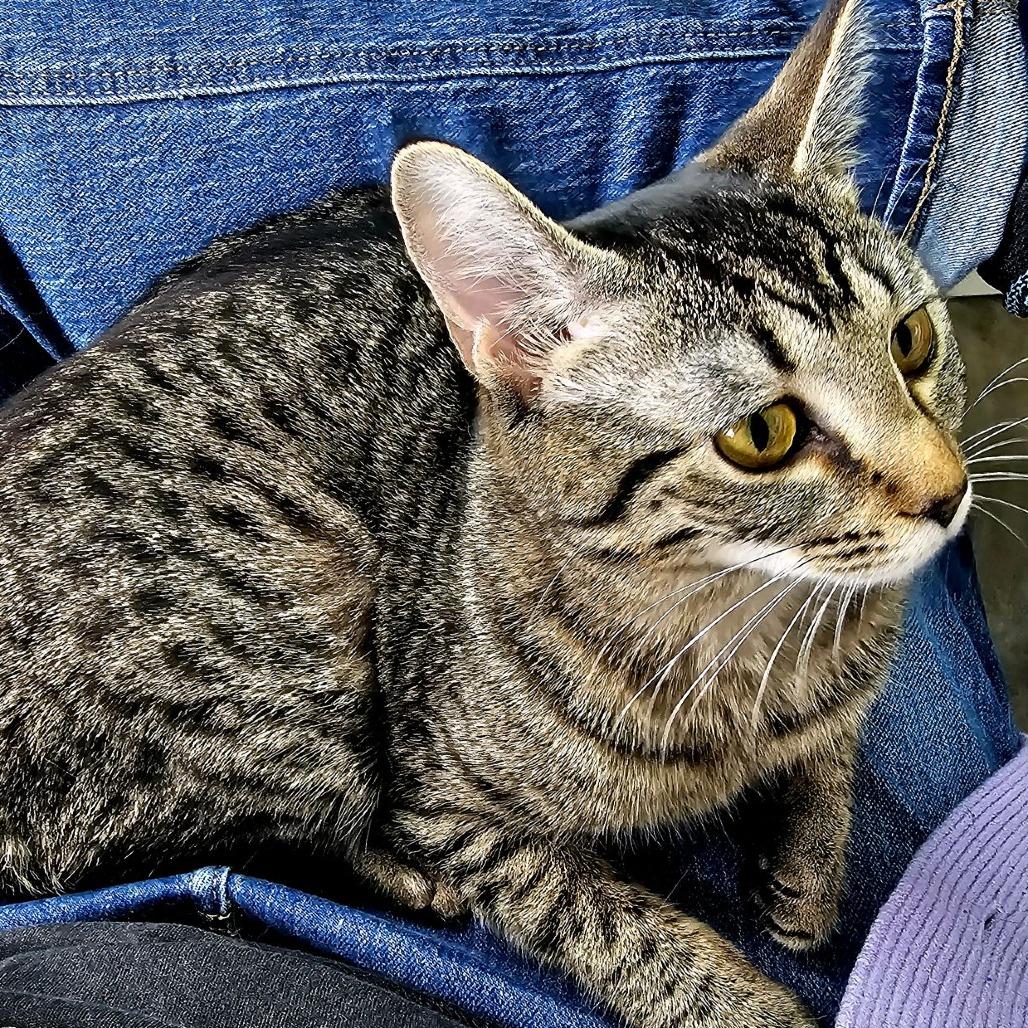 Tay, Adoptable, Young Female Domestic Short Hair.