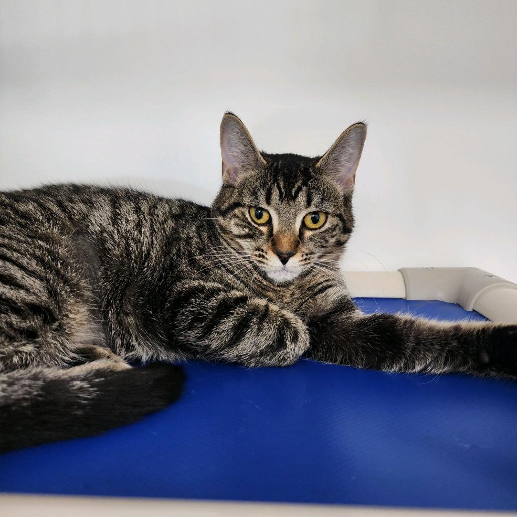 Tay, a Adoptable Domestic Short Hair in Columbus, NC image 2/3