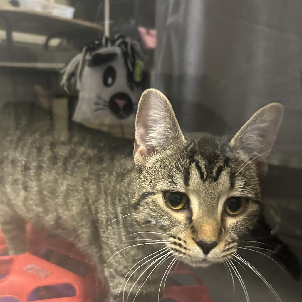 Tay, a Adoptable Domestic Short Hair in Columbus, NC image 3/3