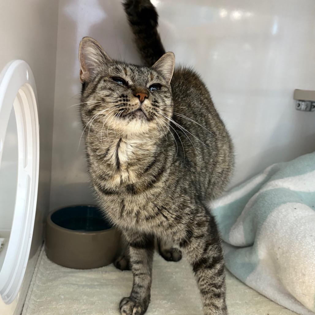 Maple, Adoptable, Young Female Domestic Short Hair.