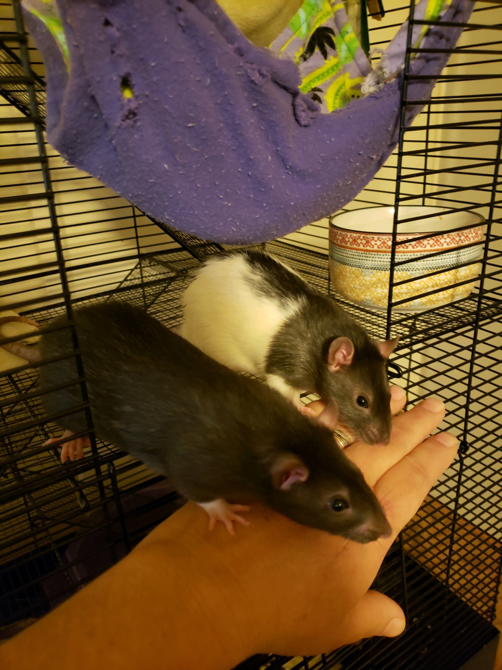Enlarge Ripley and Rider, a Adopted Rat in Scottsdale, AZ image 1/2
