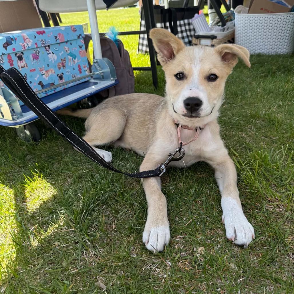 Enlarge Pally, a Adoptable Mixed Breed in Elk River, MN image 1/6