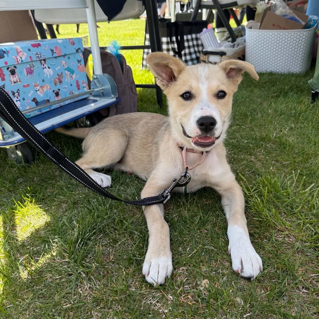 Enlarge Pally, a Adoptable Mixed Breed in Elk River, MN image 2/6