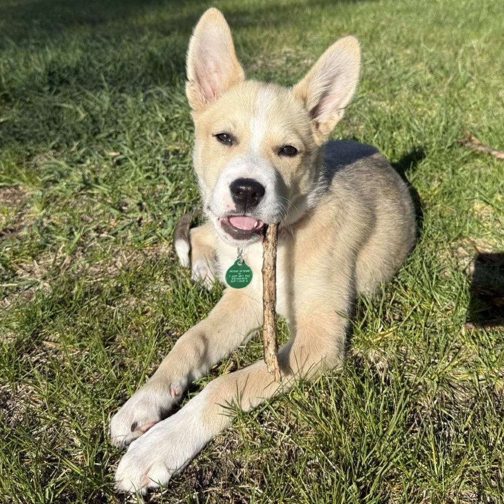Enlarge Pally, a Adoptable Mixed Breed in Elk River, MN image 3/6