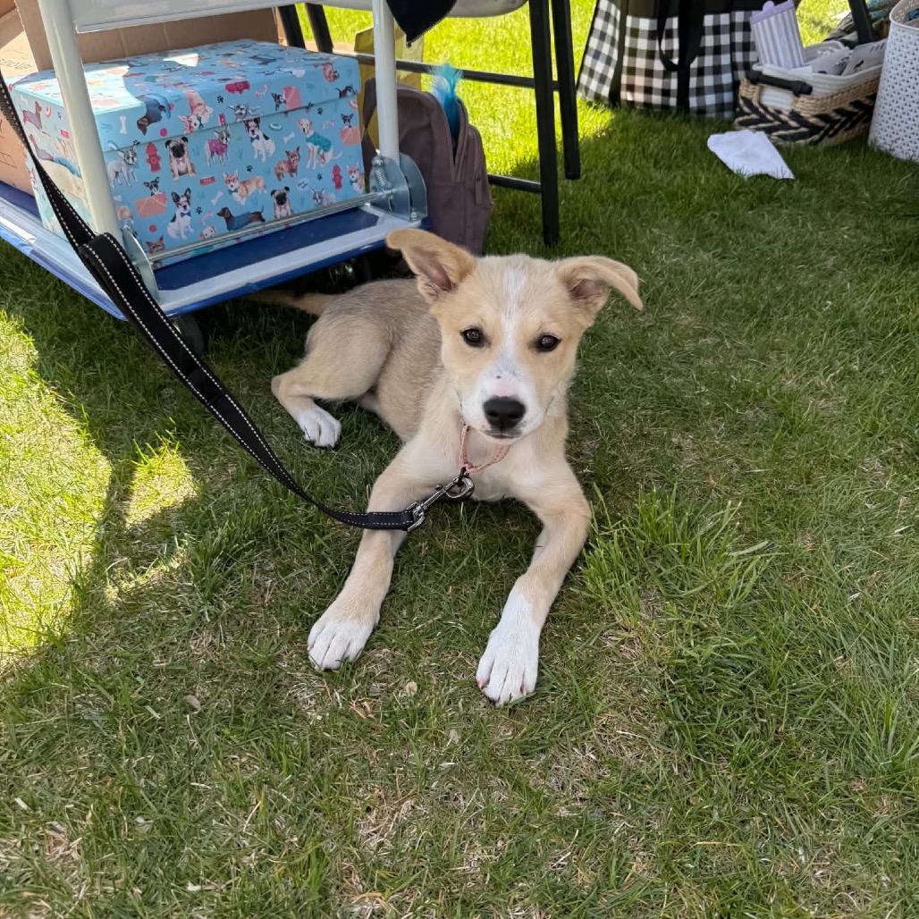 Enlarge Pally, a Adoptable Mixed Breed in Elk River, MN image 4/6