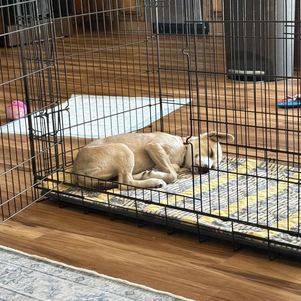 Enlarge Pally, a Adoptable Mixed Breed in Elk River, MN image 5/6