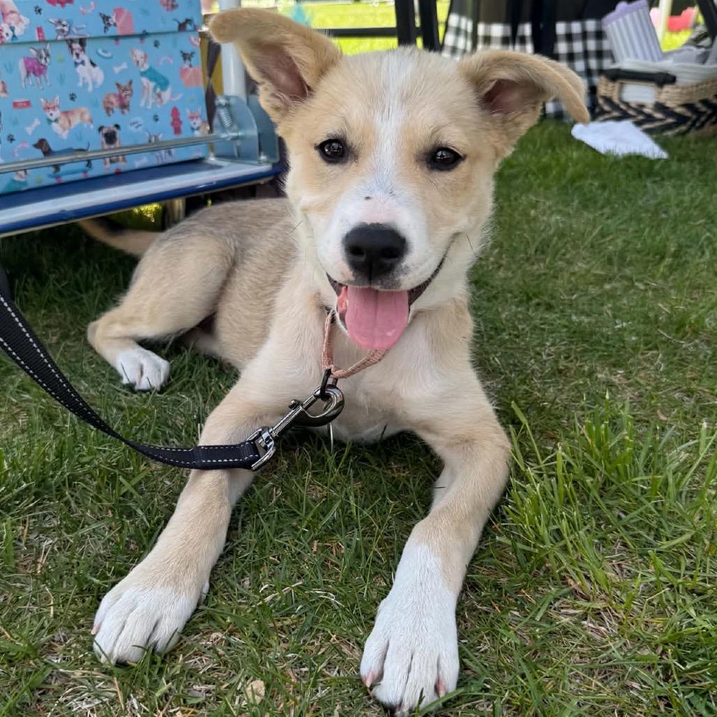 Enlarge Pally, a Adoptable Mixed Breed in Elk River, MN image 6/6