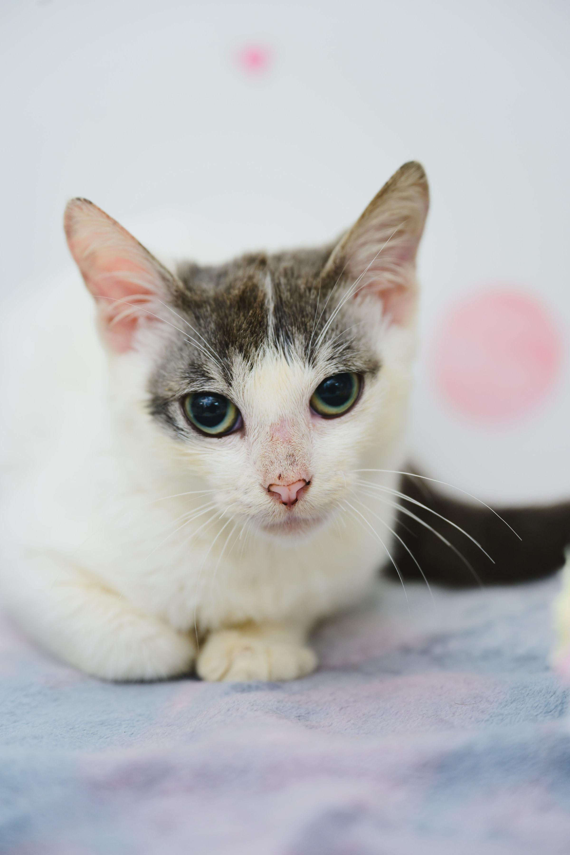 Enlarge Joey, a Adopted mixed breed in Honolulu, HI image 1/1