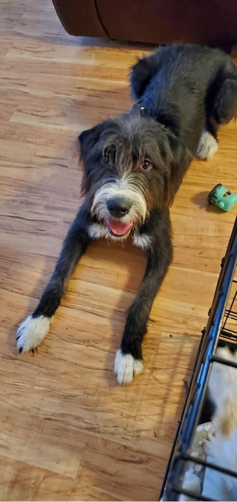 Meadow, a Adoptable Labradoodle in Colleyville, TX image 2/6