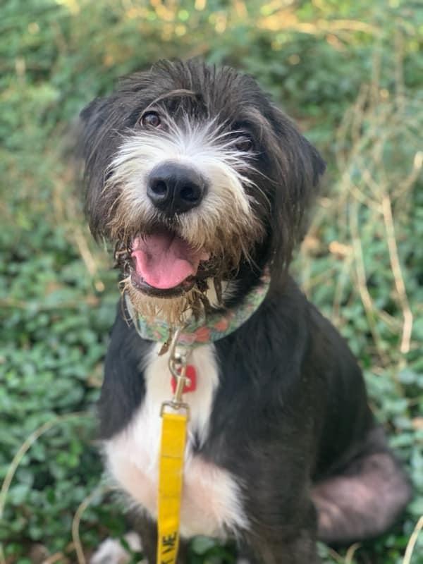 Meadow, a Adoptable Labradoodle in Colleyville, TX image 3/6