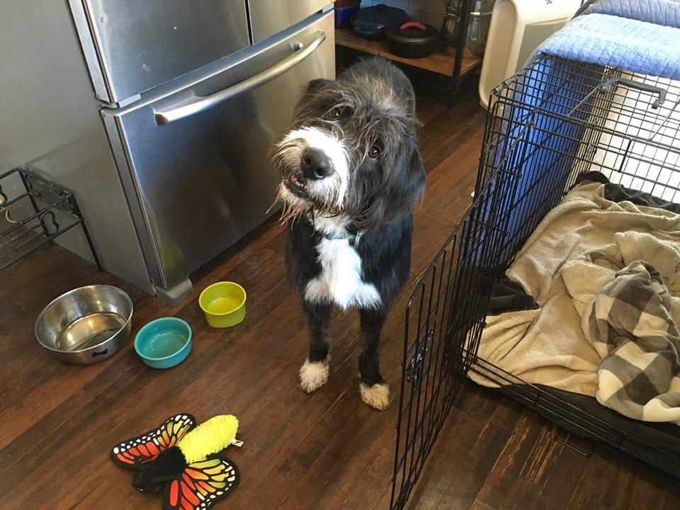 Meadow, a Adoptable Labradoodle in Colleyville, TX image 4/6