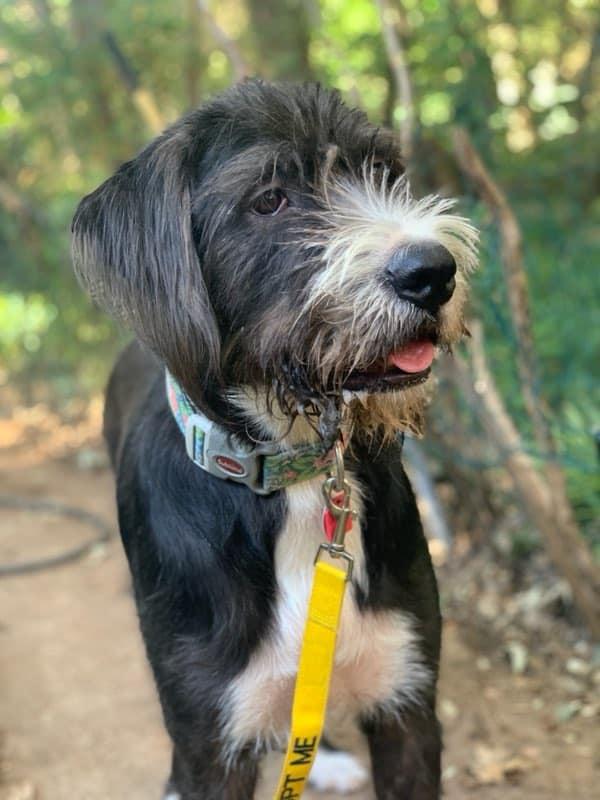 Meadow, Adoptable, Adult Female Labradoodle.