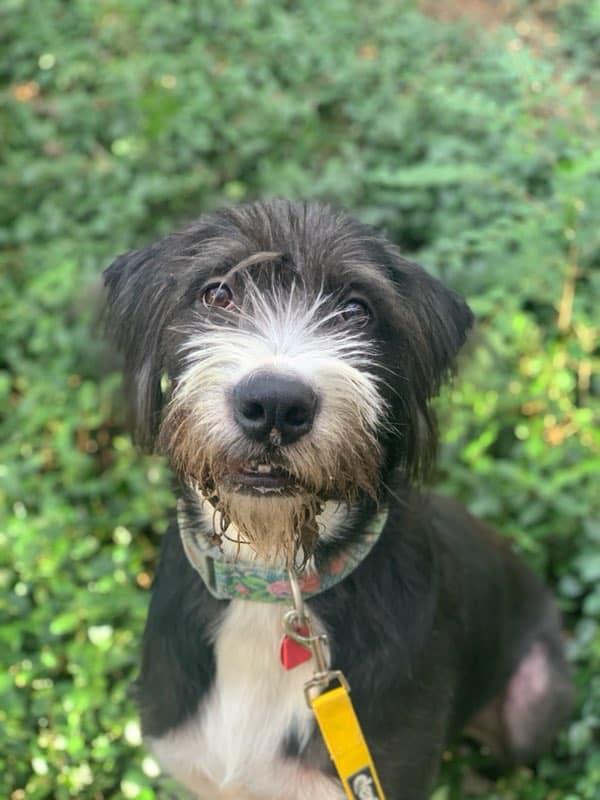 Meadow, a Adoptable Labradoodle in Colleyville, TX image 5/6
