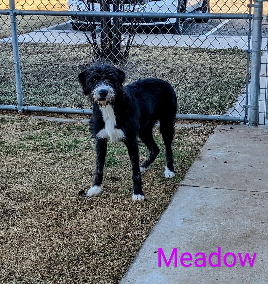 Meadow, a Adoptable Labradoodle in Colleyville, TX image 6/6