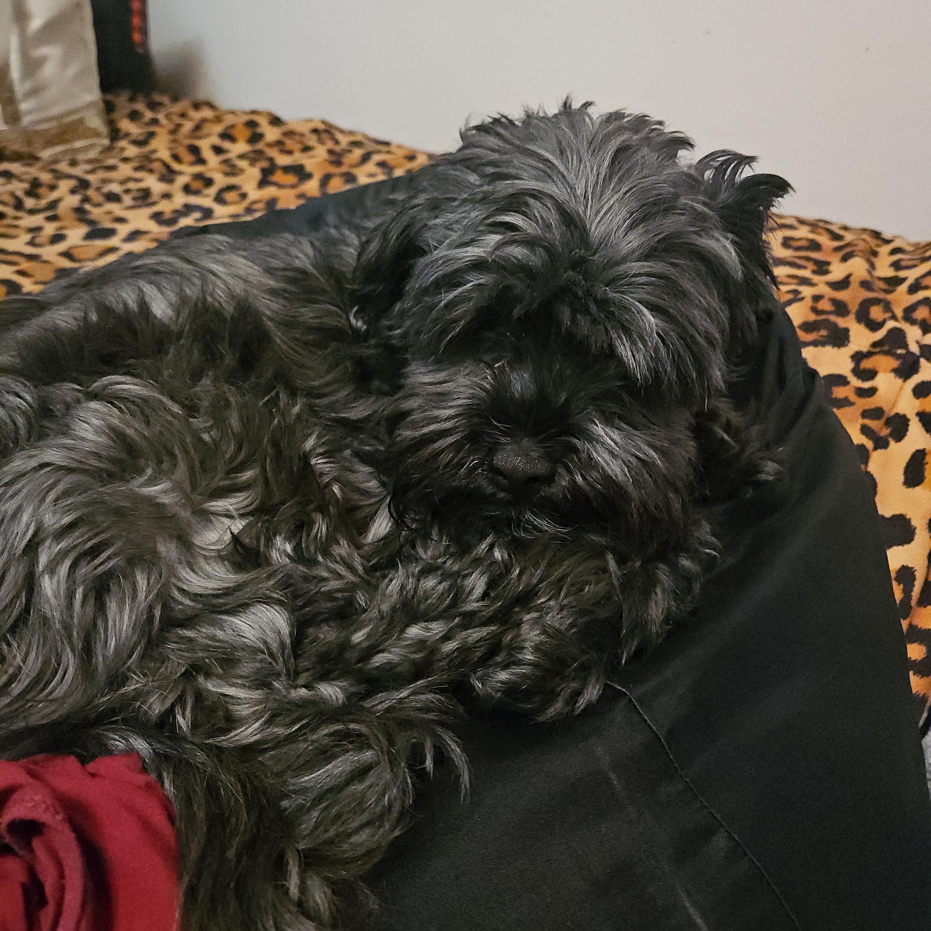 Jack — thumbnail 2