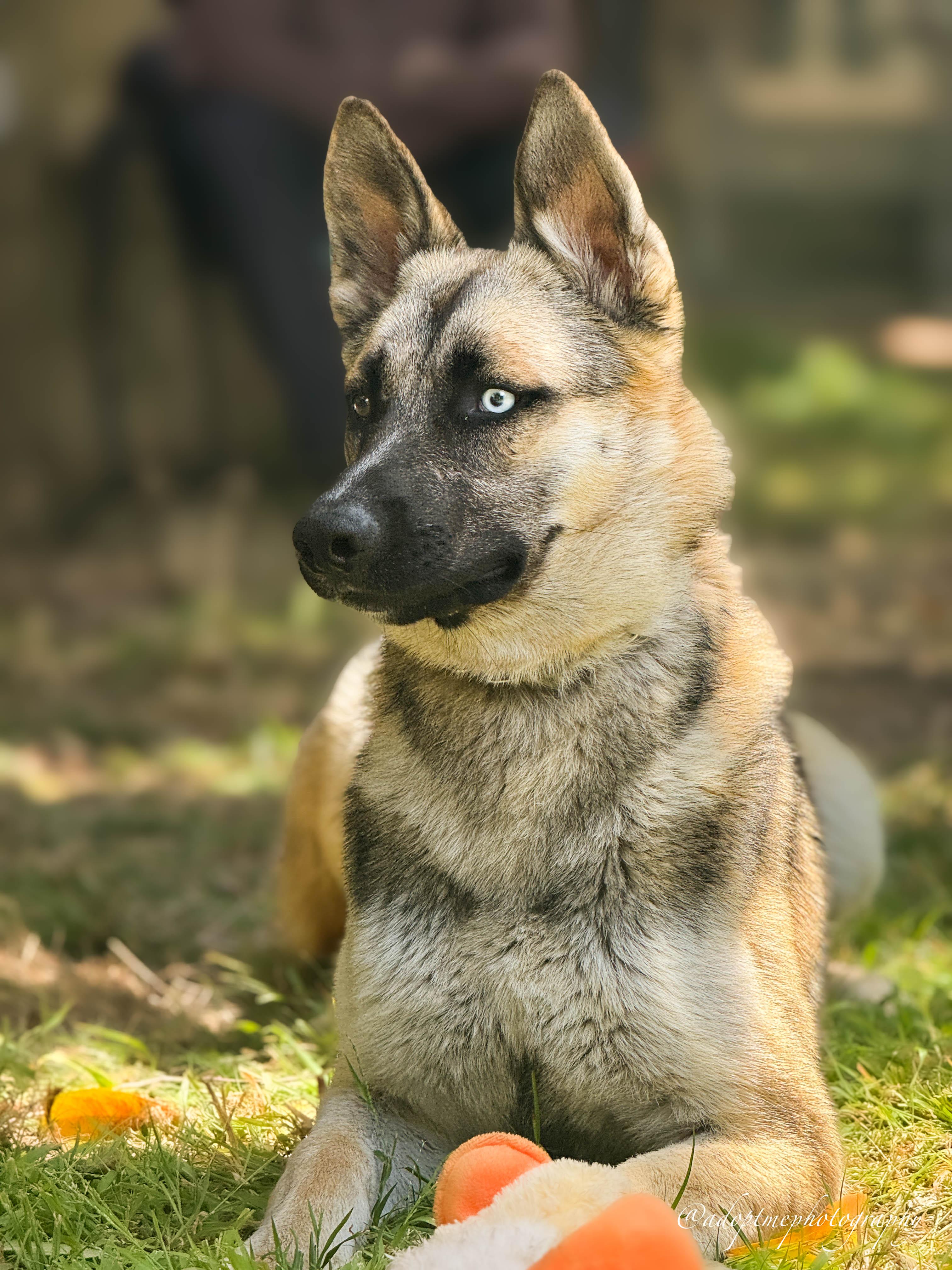 Colton, a ADOPTABLE Shepherd in Torrance, CA image 2/6