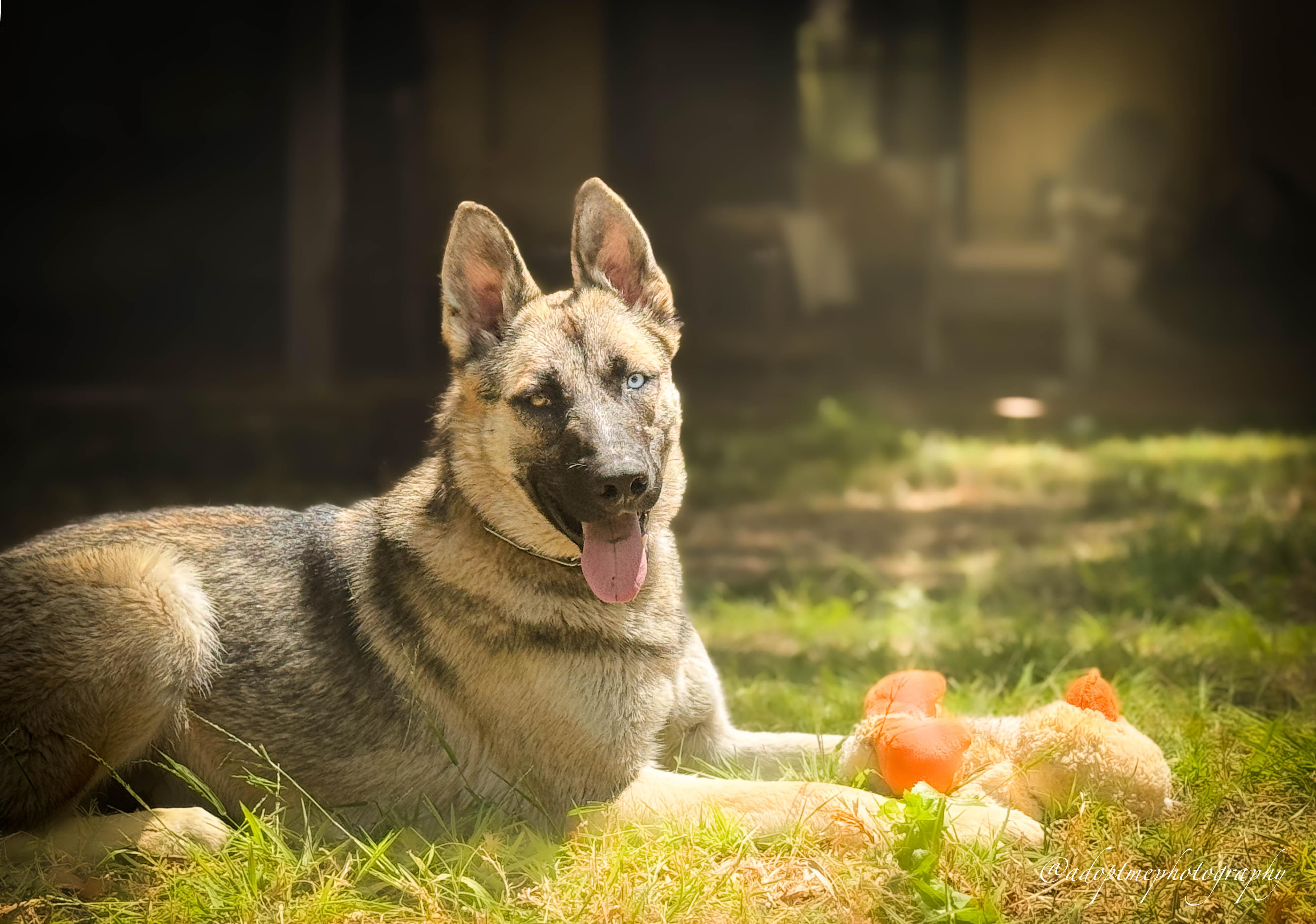 Colton, a ADOPTABLE Shepherd in Torrance, CA image 6/6