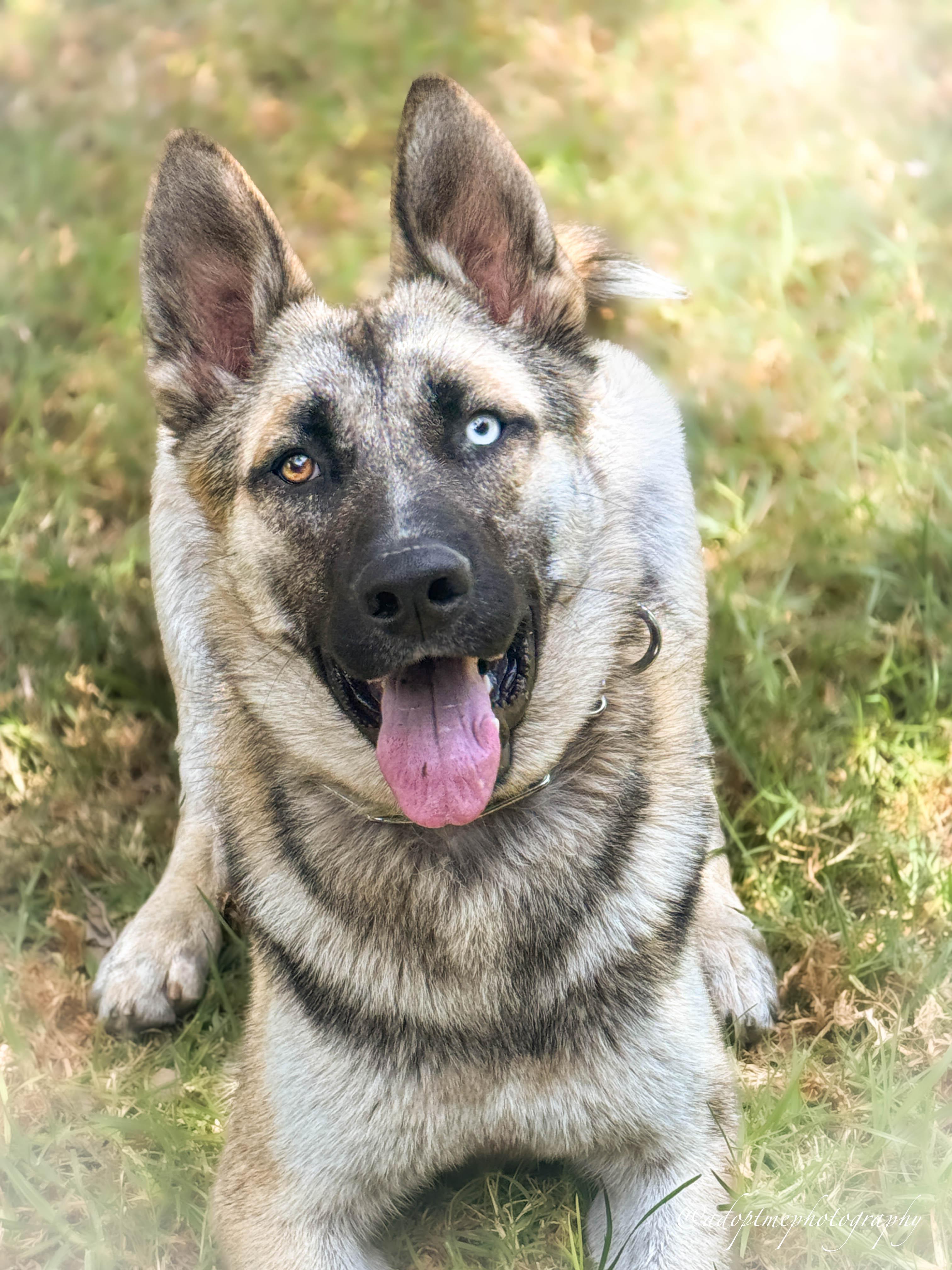 Colton, a ADOPTABLE Shepherd in Torrance, CA image 1/6