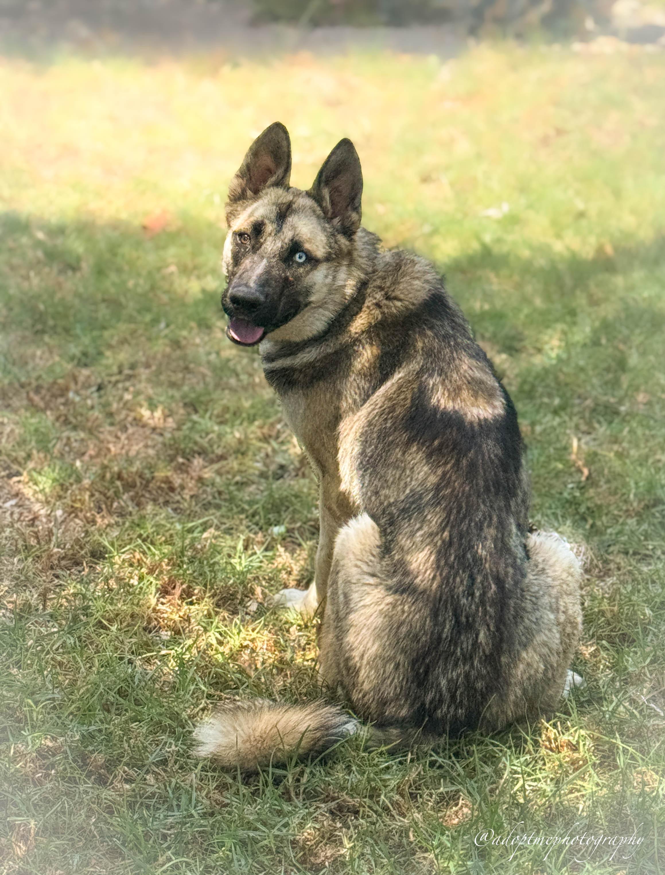 Colton, a ADOPTABLE Shepherd in Torrance, CA image 3/6