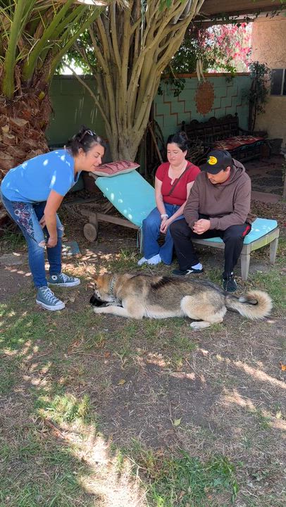 Enlarge Colton, a ADOPTABLE Shepherd in Torrance, CA video 4/6